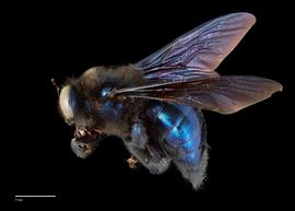  Xylocopa californicus female lateral, photo: J. Scott Adams 
